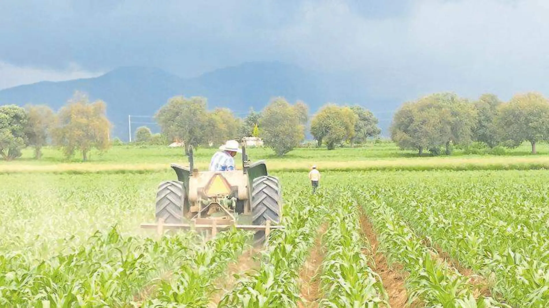 Campo, siembra, campesinos